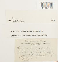 Climacium dendroides image