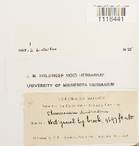 Climacium dendroides image