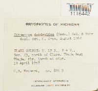 Climacium dendroides image