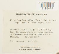 Climacium dendroides image