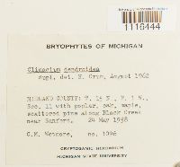 Climacium dendroides image