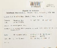 Climacium dendroides image