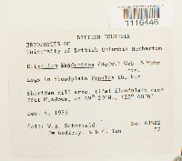 Climacium dendroides image