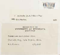 Climacium dendroides image