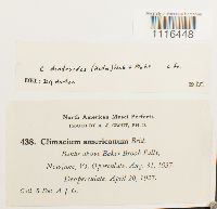 Climacium dendroides image