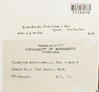 Climacium dendroides image