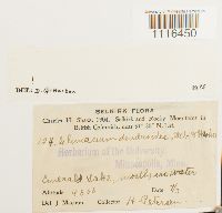 Climacium dendroides image