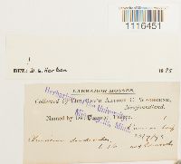 Climacium dendroides image