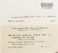 Climacium dendroides image