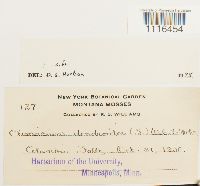 Climacium dendroides image