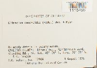 Climacium dendroides image