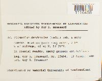 Climacium dendroides image