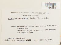 Climacium dendroides image