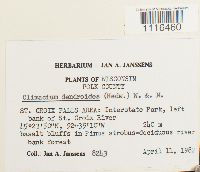 Climacium dendroides image