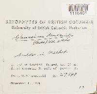 Climacium dendroides image