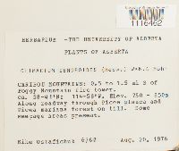 Climacium dendroides image