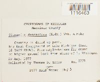 Climacium dendroides image