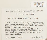 Climacium dendroides image