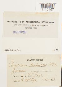 Climacium dendroides image