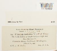 Climacium dendroides image