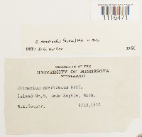 Climacium dendroides image