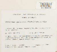 Climacium dendroides image