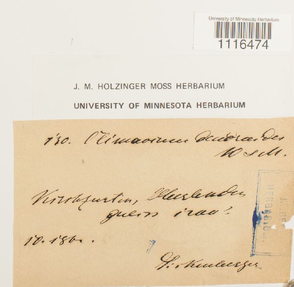 Climacium dendroides image