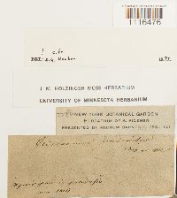 Climacium dendroides image