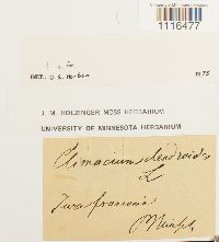 Climacium dendroides image