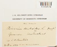 Climacium dendroides image