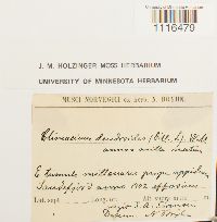 Climacium dendroides image