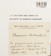 Climacium dendroides image