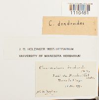 Climacium dendroides image