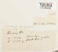 Climacium dendroides image