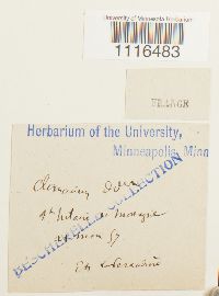 Climacium dendroides image