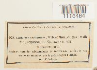 Climacium dendroides image