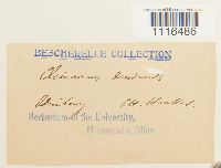 Climacium dendroides image