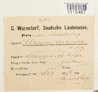 Climacium dendroides image