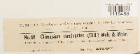 Climacium dendroides image
