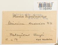 Climacium dendroides image