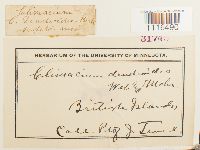 Climacium dendroides image