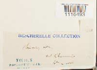 Climacium dendroides image