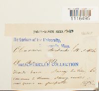 Climacium dendroides image