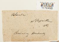 Climacium dendroides image