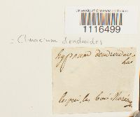 Climacium dendroides image