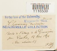 Climacium dendroides image