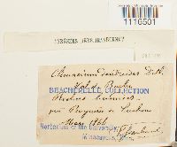 Climacium dendroides image