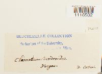 Climacium dendroides image