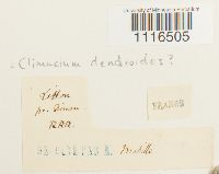 Climacium dendroides image