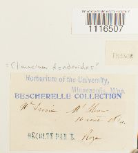 Climacium dendroides image